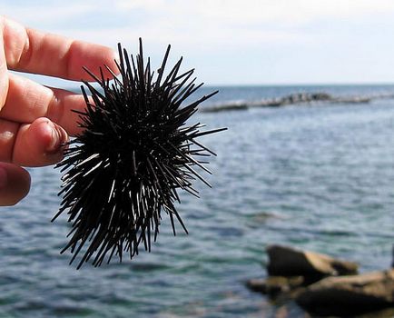 Sea urchins, blogul pustnicului