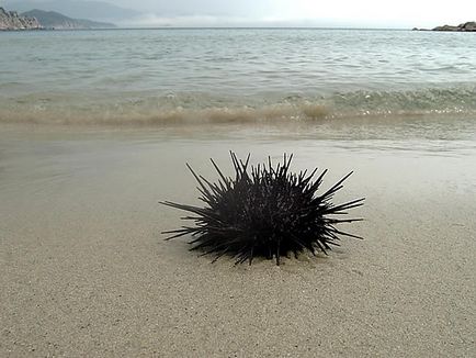 Sea urchins, blogul pustnicului
