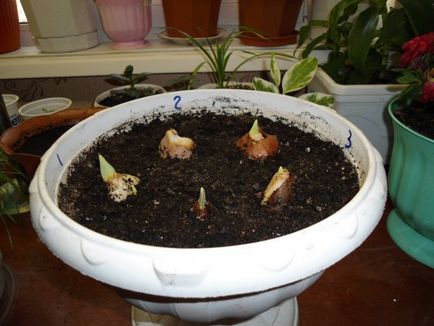 Чи можна виростити лілії в домашніх умовах з насіння