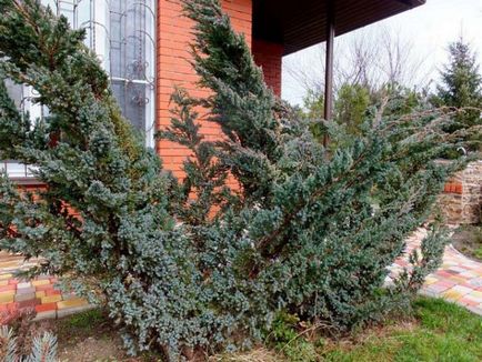 Juniper meyeri plantare și îngrijire, descriere, fotografie, boală, tratament