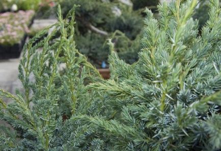 Juniper meyeri plantare și îngrijire, descriere, fotografie, boală, tratament