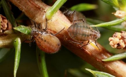 Juniper meyeri plantare și îngrijire, descriere, fotografie, boală, tratament