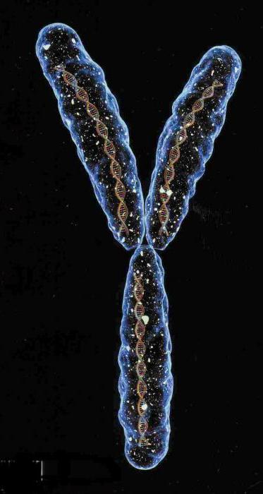 Cromozomi masculi