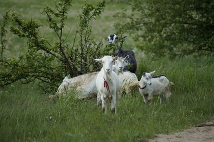 М'ясні кози характеристика порід