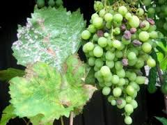 На листі винограду білі, коричневі, жовті або червоні плями ніж обробити і як лікувати (фото)