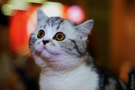 На - одеському морвокзалі відкрилася виставка кішок