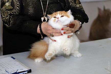На - одеському морвокзалі відкрилася виставка кішок