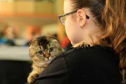 O expoziție de pisici a fost deschisă la terminalul rus de mare