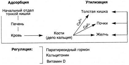 Violarea metabolismului calciului-fosfor - studopediya