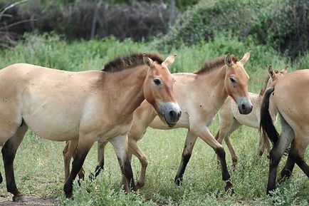 Nemzeti Park Altyn-Emel