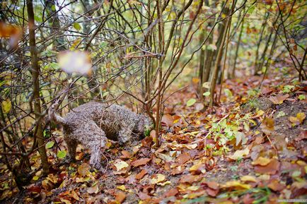 Veretlen Olaszország, Milánó útmutató - vadászat szarvasgomba Piemont