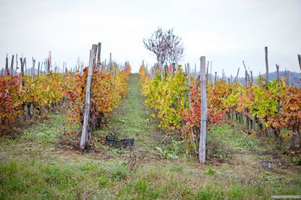 Veretlen Olaszország, Milánó útmutató - vadászat szarvasgomba Piemont