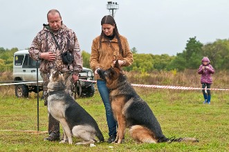 Німецька вівчарка, чихуахуа, бернський зенненхунд, бельгійська вівчарка (малінуа), sp-studio