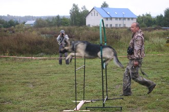 Німецька вівчарка, чихуахуа, бернський зенненхунд, бельгійська вівчарка (малінуа), sp-studio