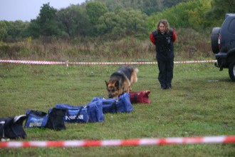 Німецька вівчарка, чихуахуа, бернський зенненхунд, бельгійська вівчарка (малінуа), sp-studio