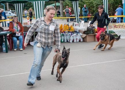 Német juhász kutya, chihuahua, Berni pásztor, belga juhászkutya (malinois), sp-studio (Bern) Német juhász kutya, chihuahua, Berni pásztor, belga juhászkutya (malinois), sp-studio