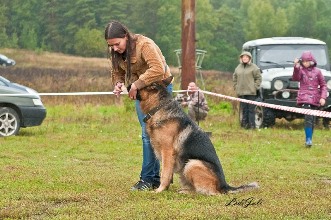 Ciobănesc german, Chihuahua, câine de munte Bernese, Ciobanesc belgian (Malinois), sp-studio