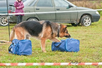 Німецька вівчарка, чихуахуа, бернський зенненхунд, бельгійська вівчарка (малінуа), sp-studio