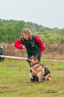 Német juhász kutya, chihuahua, Berni pásztor, belga juhászkutya (malinois), sp-studio (berni pásztor) Német juhász kutya, chihuahua, Berni pásztor, belga juhászkutya (malinois), sp-studio
