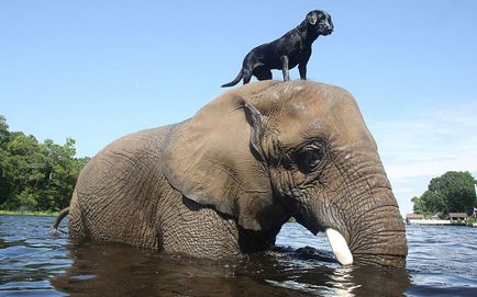 Prietenie neobișnuită a animalelor absolut diferite, oaspete beat