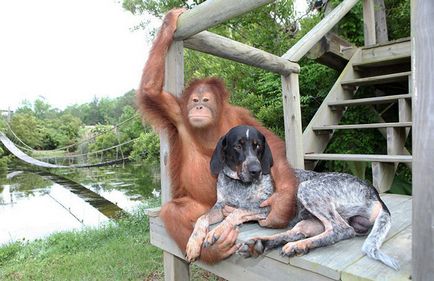 Prietenie neobișnuită a animalelor absolut diferite, oaspete beat