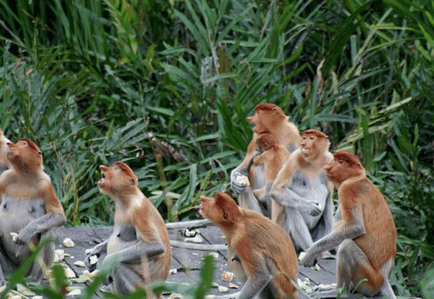 Borneo neobișnuită locuitor - maimuță kahao (nosach) - fotografie