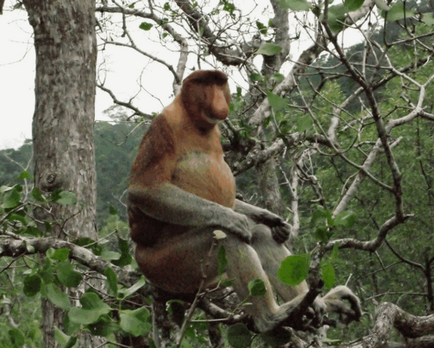 Borneo neobișnuită locuitor - maimuță kahao (nosach) - fotografie