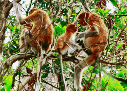 Borneo neobișnuită locuitor - maimuță kahao (nosach) - fotografie