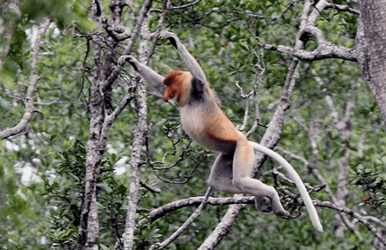 Borneo neobișnuită locuitor - maimuță kahao (nosach) - fotografie