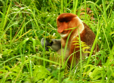 Borneo neobișnuită locuitor - maimuță kahao (nosach) - fotografie