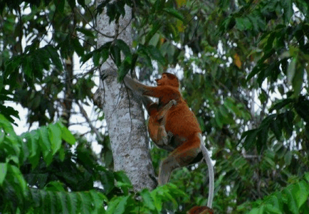 Borneo neobișnuită locuitor - maimuță kahao (nosach) - fotografie