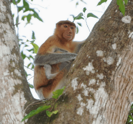 Borneo neobișnuită locuitor - maimuță kahao (nosach) - fotografie