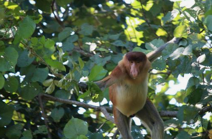 Borneo neobișnuită locuitor - maimuță kahao (nosach) - fotografie