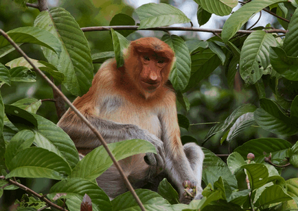 Borneo neobișnuită locuitor - maimuță kahao (nosach) - fotografie