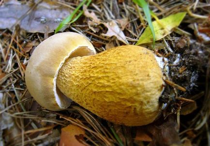Неїстівні гриби (50 фото) як відрізнити їстівні, як визначити і розпізнати, як дізнатися, які
