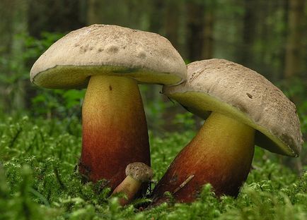 Ciuperci necomestibile (50 fotografii) cum să se distingă comestibil, cum să se identifice și să se recunoască cum să aflăm care
