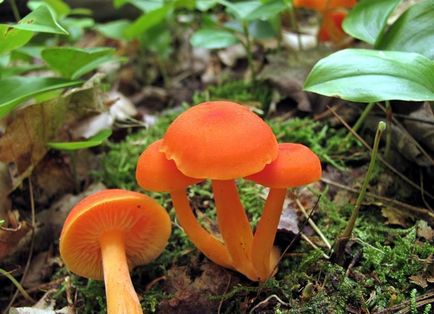 Неїстівні гриби (50 фото) як відрізнити їстівні, як визначити і розпізнати, як дізнатися, які