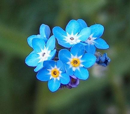 Myosotis kert szerény szépség (nefelejcs kert) Nefelejcs kerti szerény szépség