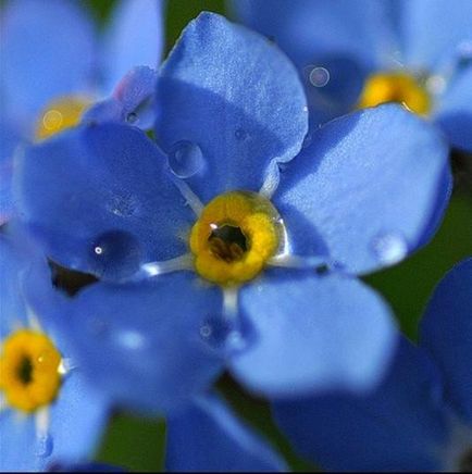 Myosotis kert szerény szépség (kert) Nefelejcs kerti szerény szépség