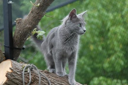 Nibelung, o pisică rară, cu păr albastru