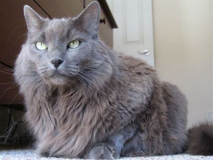Нибелунг, рідкісна кішка з блакитною шерстю