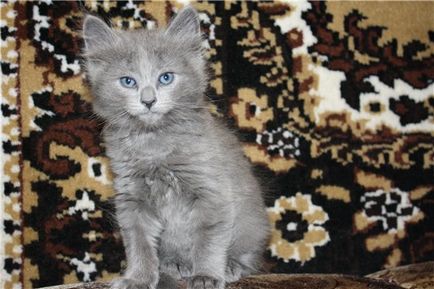 Nibelung, ritka macska kék szőrme
