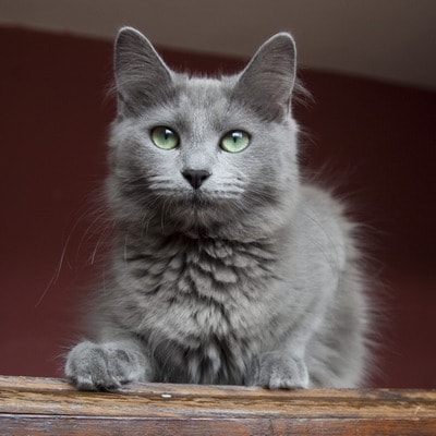 Nibelung, o pisică rară, cu păr albastru