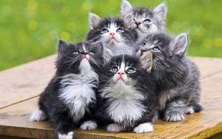 Norvég erdei macska, macska fajták, állatok, fajta