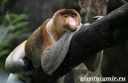 Nasul maimuță