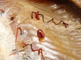 Infecție cu știri - jumătate din peștele prădător al Niprului este infectat cu paraziți, știri