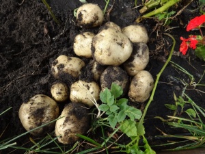 Потрібно збільшити урожай картоплі використання добрива кемира картопляна