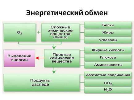 Обмін речовин, його роль в житті кожної людини