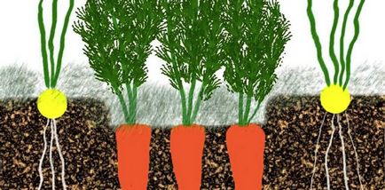 Desprindeți vârfurile de morcovi și de ce este nevoie