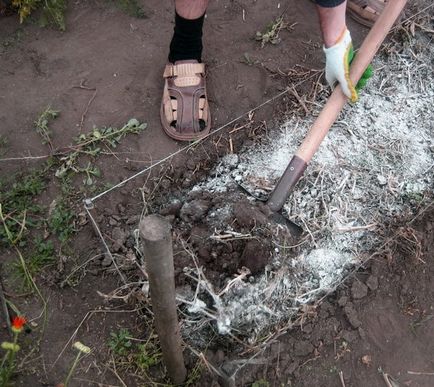 Обрізають чи бадилля у моркви і для чого це потрібно